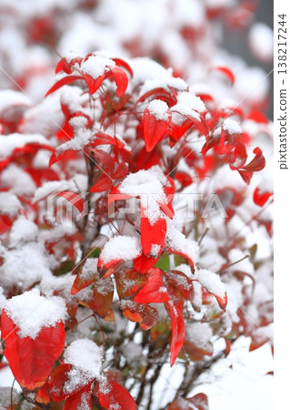 雪覆蓋的南天竹 雪覆蓋的南天竹 138217244