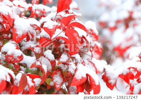 雪覆蓋的南天竹 雪覆蓋的南天竹 138217247