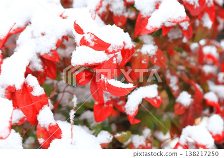 雪覆蓋的南天竹 雪覆蓋的南天竹 138217250