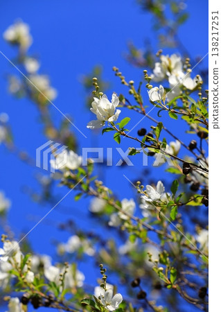 藍天映襯下,利休梅花熠熠生輝 藍天映襯下,利休梅花熠熠生輝 138217251