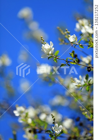 藍天映襯下,利休梅花熠熠生輝 藍天映襯下,利休梅花熠熠生輝 138217252