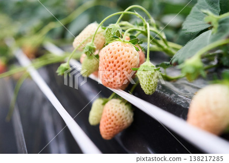 Cultivation of white strawberries (Awayuki variety) Cultivation of white strawberries (Awayuki variety) 138217285