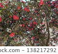 Looking up, I saw a large tree with camellia flowers in full bloom in the sky. 138217292