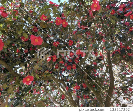 Looking up, I saw a large tree with camellia flowers in full bloom in the sky. 138217292