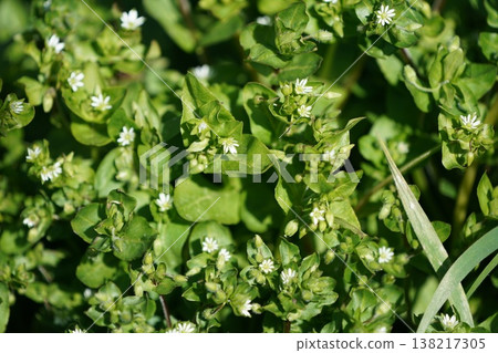 Chickweed flowers in spring Chickweed flowers in spring 138217305