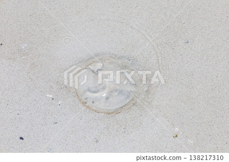 Jellyfish launched into the sandy beach 138217310