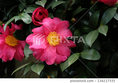 A close-up of a deep pink camellia, a winter flower blooming outdoors. A close-up of a deep pink camellia, a winter flower blooming outdoors. 138217335