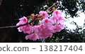 Cherry blossoms after the rain 138217404