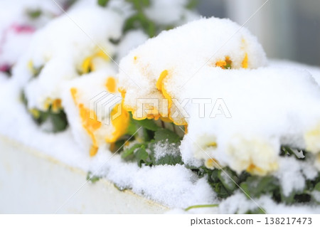 Pansy flowers covered in out-of-season snow Pansy flowers covered in out-of-season snow 138217473