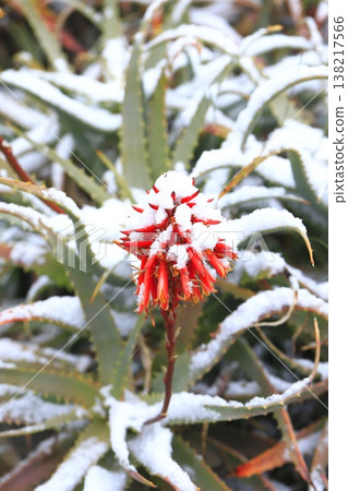 Aloe flowers on a snowy day Aloe flowers on a snowy day 138217566