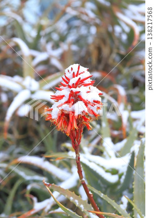 下雪天的蘆薈花 下雪天的蘆薈花 138217568