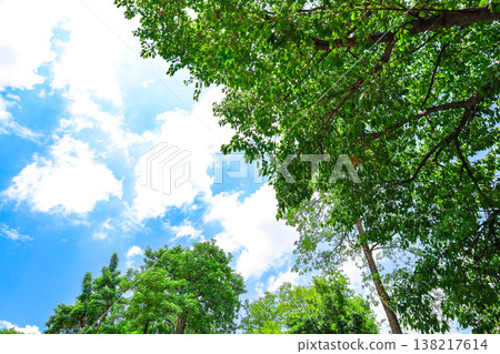 Fresh green and blue sky Fresh green and blue sky 138217614
