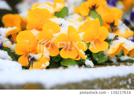 Pansy (viola) flowers covered in out-of-season snow Pansy (viola) flowers covered in out-of-season snow 138217618