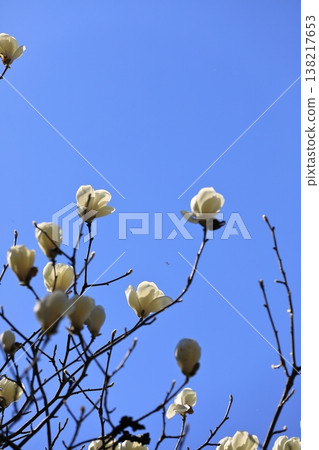 Hakumokuren發光在藍天 Hakumokuren發光在藍天 138217653