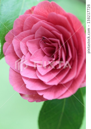 Beautiful pink roses Beautiful pink roses 138217726
