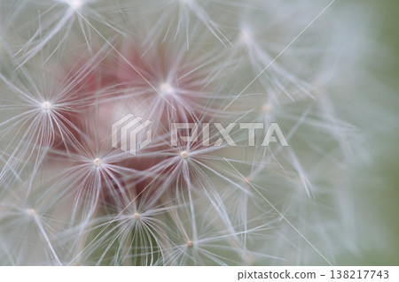 Dandelion fluff and seeds 138217743