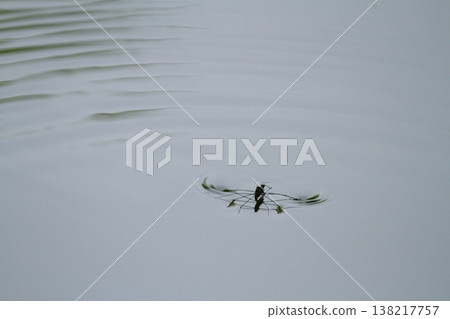 Amenbo floating on the water 138217757