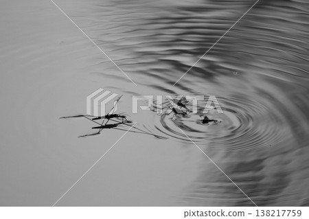 Water striders flying over the water's surface Water striders flying over the water's surface 138217759
