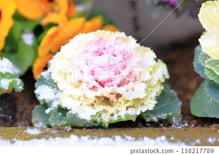 Ornamental cabbage covered in snow Ornamental cabbage covered in snow 138217789