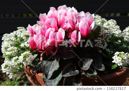 A mixed planting of cyclamen and alyssum that survived the summer. A mixed planting of cyclamen and alyssum that survived the summer. 138217817