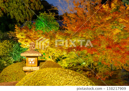 京都,東山仙佑寺分寺雲龍院(琉璃山):寺廟庭院中的秋葉(從蓮華之間房間看到的景色),夜晚燈光璀璨。 京都,東山仙佑寺分寺雲龍院(琉璃山):寺廟庭院中的秋葉(從蓮華之間房間看到的景色),夜晚燈光璀璨。 138217909