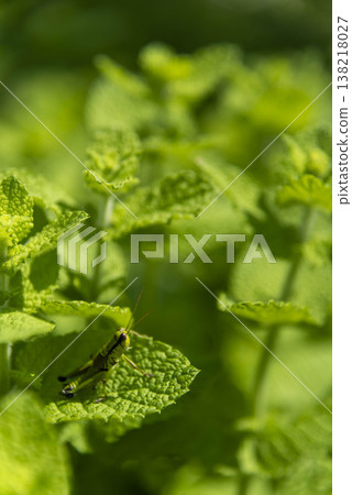 fresh mint leaves 138218027