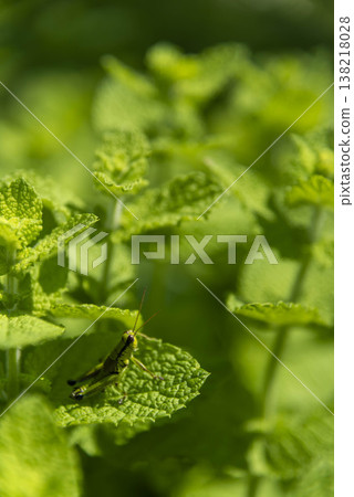 fresh mint leaves fresh mint leaves 138218028
