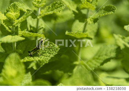 fresh mint leaves 138218030