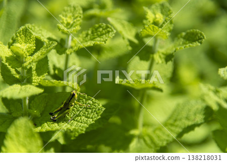 fresh mint leaves 138218031