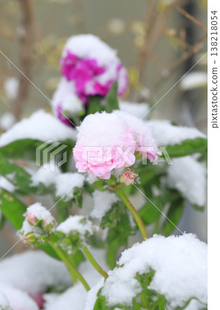 A rose covered in cotton leaves A rose covered in cotton leaves 138218054