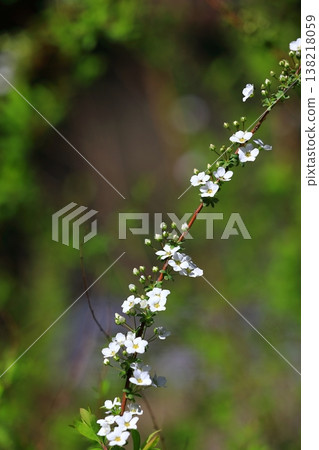 可愛的繡線菊花 可愛的繡線菊花 138218059
