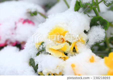 Pansy (viola) flowers covered in out-of-season snow Pansy (viola) flowers covered in out-of-season snow 138218093