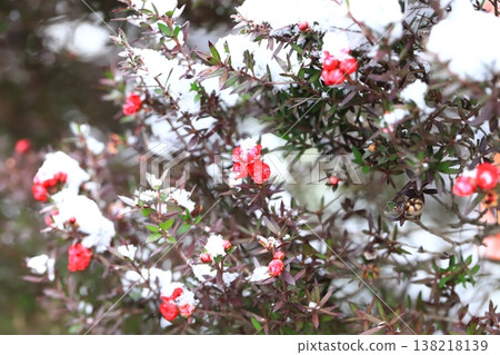覆蓋著雪的柳葉梅(日本柳葉梅) 覆蓋著雪的柳葉梅(日本柳葉梅) 138218139