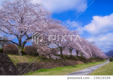 Cherry trees along the Minasegawa River in Hadano City Cherry trees along the Minasegawa River in Hadano City 138218189