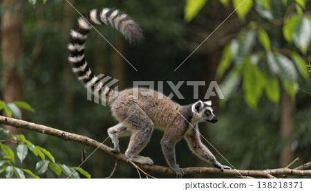 lemurs katta lemurs katta 138218371