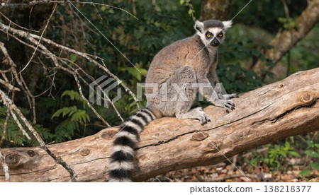 lemurs katta lemurs katta 138218377