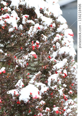 覆蓋著雪的柳葉梅(日本柳葉梅) 覆蓋著雪的柳葉梅(日本柳葉梅) 138218406