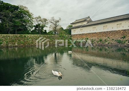 Swan of the moat Swan of the moat 138218472
