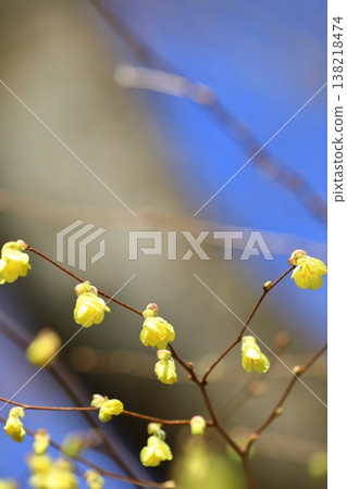 日向山茱萸花預示著春天 138218474