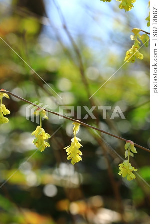 The Japanese witch hazel signals the arrival of spring. 138218687