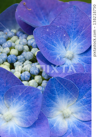 藍色繡球花 138218750