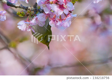 Medicine sucking honey from Kawazu cherry tree Medicine sucking honey from Kawazu cherry tree 138218756