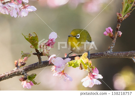 White-eye pecking at cherry blossoms White-eye pecking at cherry blossoms 138218757