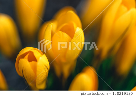 Spring flowers crocuses close-up in the garden. 138219180