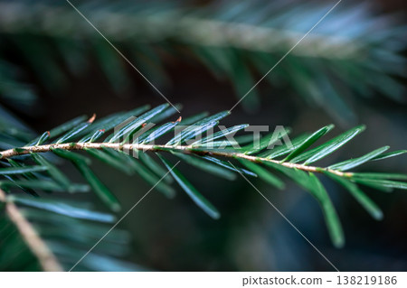 Spruce branch close-up, texture of spruce, macro shot. Spruce branch close-up, texture of spruce, macro shot. 138219186