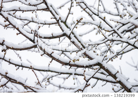 Tree branches in spring covered with snow, close up. 138219399