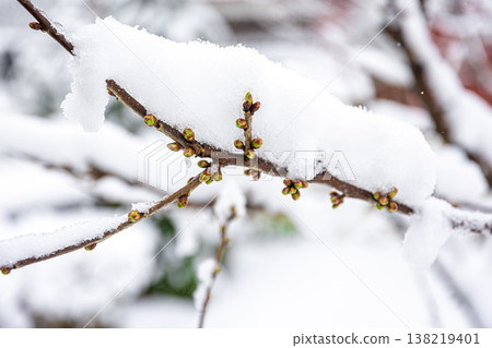 Tree branches in spring covered with snow, close up. Tree branches in spring covered with snow, close up. 138219401
