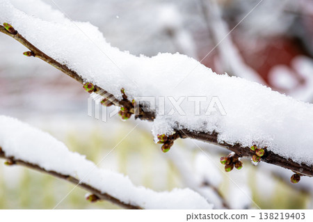 Tree branches in spring covered with snow, close up. Tree branches in spring covered with snow, close up. 138219403