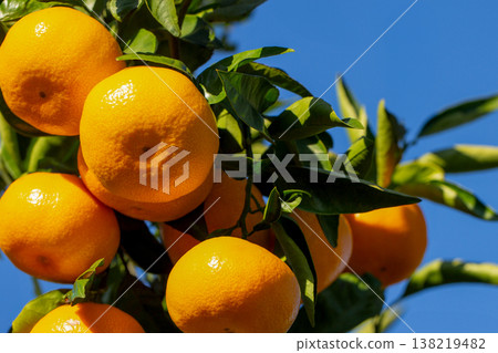 Orange garden Orange garden 138219482