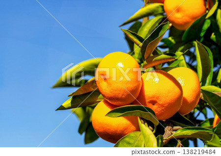 橙色的花園 138219484